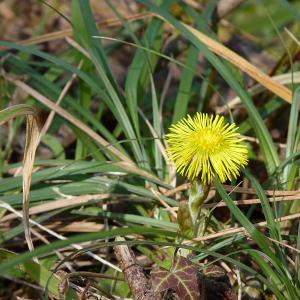 Photographie n°17611 du taxon Tussilago farfara L. [1753]