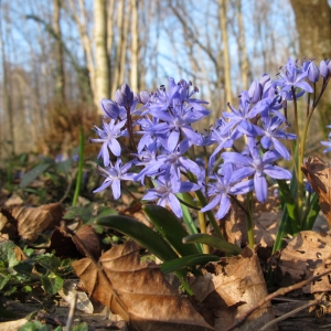 Photographie n°17615 du taxon Scilla bifolia L. [1753]