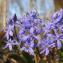  Hugues Tinguy - Scilla bifolia L. [1753]