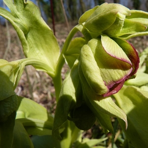 Photographie n°17648 du taxon Helleborus foetidus L. [1753]