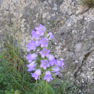 Photographie n°17675 du taxon Campanula speciosa subsp. speciosa