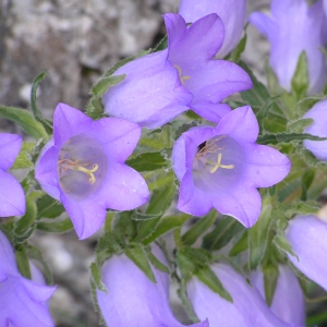 Photographie n°17676 du taxon Campanula speciosa subsp. speciosa