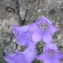  Andrine Faure - Campanula speciosa subsp. speciosa