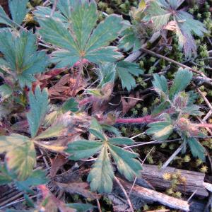 Photographie n°17690 du taxon Potentilla neumanniana Rchb. [1832]