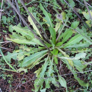 Photographie n°17702 du taxon Cichorium intybus L. [1753]