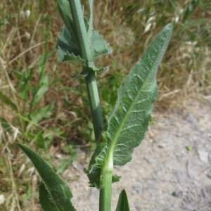 Photographie n°17703 du taxon Cichorium intybus L. [1753]