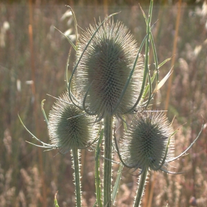 Photographie n°17705 du taxon Dipsacus fullonum L. [1753]