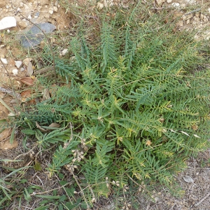 Photographie n°17706 du taxon Euphorbia serrata L. [1753]