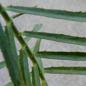 Photographie n°17707 du taxon Euphorbia serrata L. [1753]