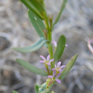 Photographie n°17713 du taxon Lythrum hyssopifolia L. [1753]