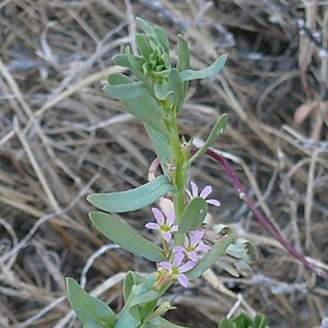 Photographie n°17714 du taxon Lythrum hyssopifolia L. [1753]