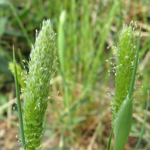 Photographie n°17717 du taxon Phalaris paradoxa L. [1763]