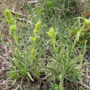 Photographie n°17718 du taxon Phlomis lychnitis L. [1753]