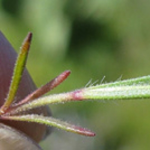 Photographie n°17720 du taxon Plantago afra L. [1762]