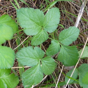 Photographie n°17726 du taxon Smyrnium olusatrum L. [1753]