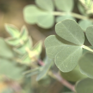 Photographie n°17745 du taxon Coronilla glauca L.