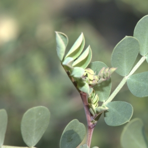 Photographie n°17746 du taxon Coronilla glauca L.