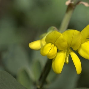 Photographie n°17747 du taxon Coronilla glauca L.