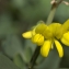  Jean-Pascal Milcent - Coronilla glauca L.