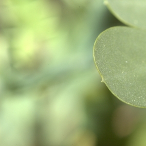 Photographie n°17748 du taxon Coronilla glauca L.