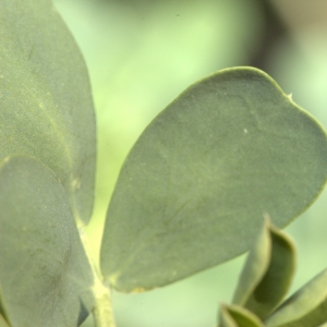 Photographie n°17749 du taxon Coronilla glauca L.