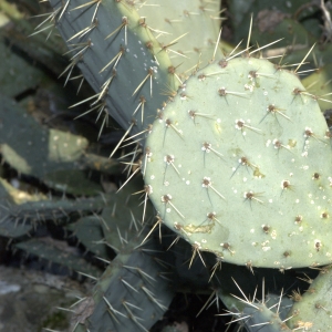 Photographie n°17759 du taxon Opuntia ficus-indica (L.) Mill. [1768]