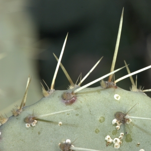 Photographie n°17760 du taxon Opuntia ficus-indica (L.) Mill. [1768]