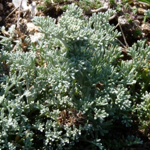 Photographie n°17762 du taxon Artemisia caerulescens subsp. gallica (Willd.) K.M.Perss. [1974]