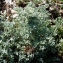  Bertrand BUI - Artemisia caerulescens subsp. gallica (Willd.) K.M.Perss. [1974]