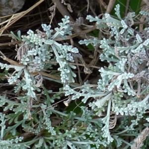 Photographie n°17763 du taxon Artemisia caerulescens subsp. gallica (Willd.) K.M.Perss. [1974]