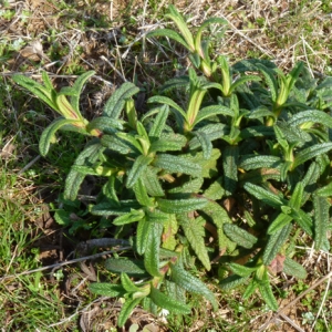 Photographie n°17782 du taxon Cistus monspeliensis L. [1753]