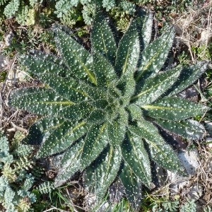 Photographie n°17783 du taxon Echium asperrimum Lam. [1792]