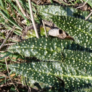 Photographie n°17784 du taxon Echium asperrimum Lam. [1792]