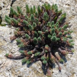 Photographie n°17786 du taxon Euphorbia pithyusa L. [1753]