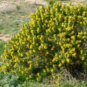 Photographie n°17792 du taxon Medicago arborea L. [1753]