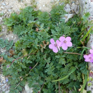 Photographie n°17797 du taxon Erodium acaule (L.) Bech. & Thell. [1928]