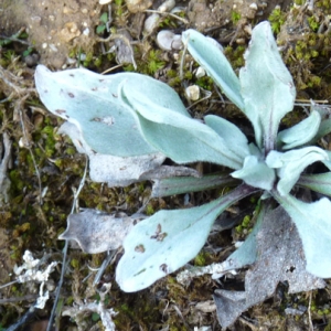 Photographie n°17800 du taxon Pardoglossum cheirifolium (L.) Barbier & Mathez [1973]