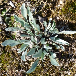 Photographie n°17801 du taxon Pardoglossum cheirifolium (L.) Barbier & Mathez [1973]