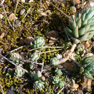 Photographie n°17803 du taxon Sedum sediforme (Jacq.) Pau [1909]