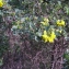  Andrine Faure - Coronilla valentina subsp. glauca (L.) Batt. [1889]