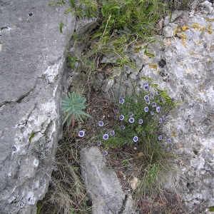 Photographie n°17809 du taxon Globularia alypum L. [1753]