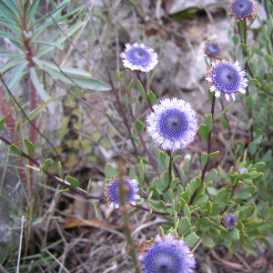 Photographie n°17810 du taxon Globularia alypum L. [1753]