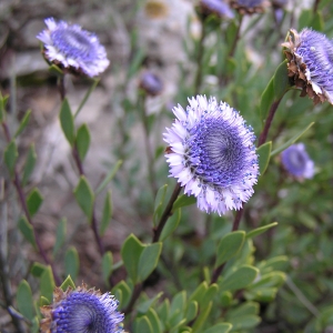 Photographie n°17811 du taxon Globularia alypum L. [1753]