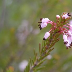 Photographie n°17814 du taxon Erica multiflora L. [1753]