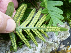 Bertrand BUI, le  4 mars 2011 (Les Pennes-Mirabeau (Les Cadeneaux))