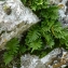  Bertrand BUI - Polypodium cambricum L. [1753]