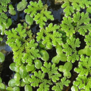 Photographie n°17818 du taxon Azolla filiculoides Lam. [1783]