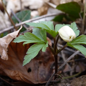 Photographie n°17822 du taxon Anemone nemorosa L. [1753]