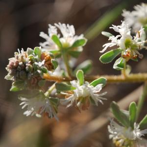 Photographie n°17824 du taxon Reseda phyteuma L. [1753]