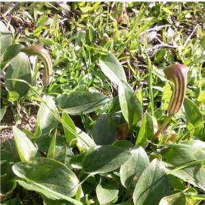 Photographie n°17825 du taxon Arisarum vulgare subsp. vulgare